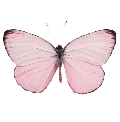 a pink moth